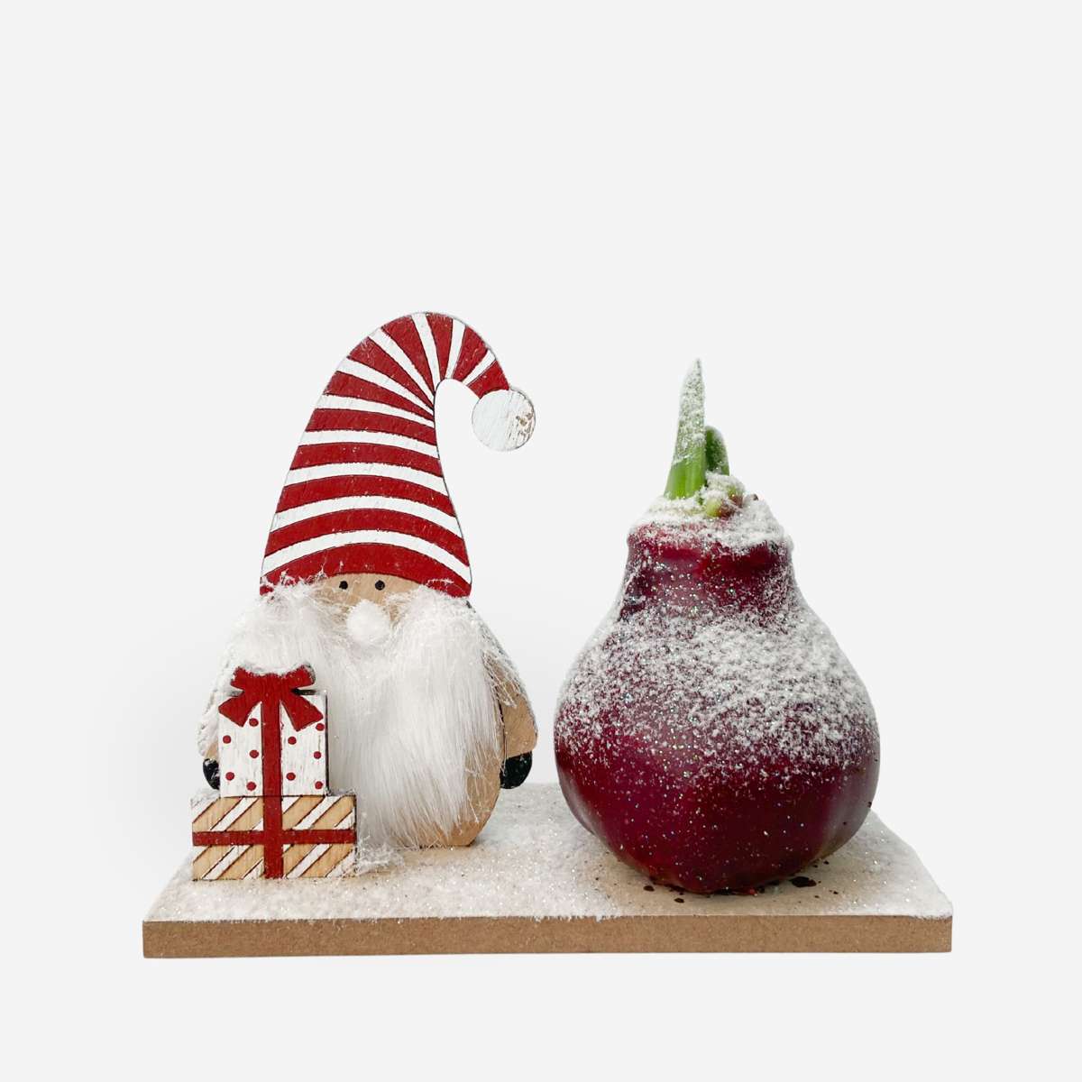 Amaryllis - Hippeastrum 'Winter Wonderland Gnome'