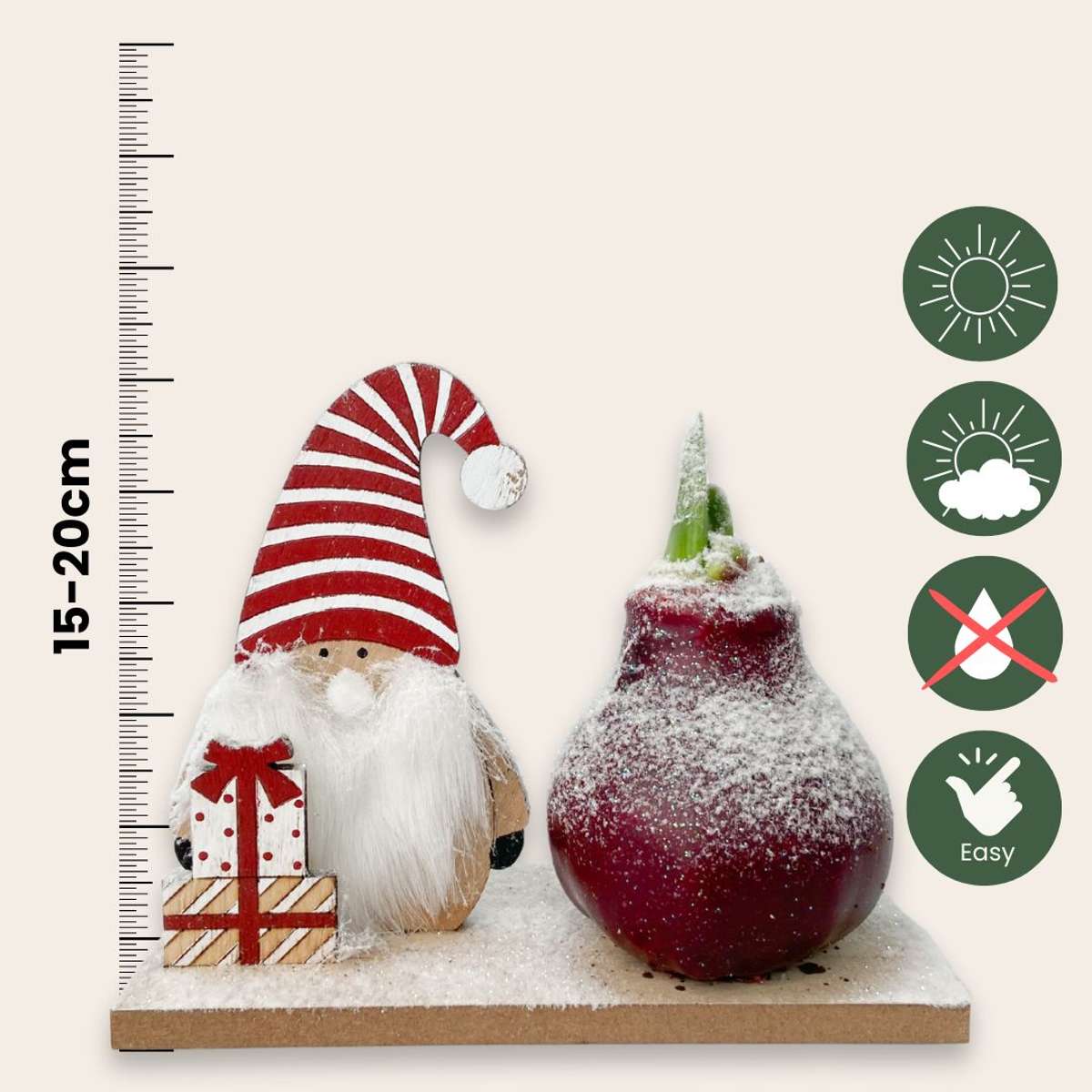 Amaryllis - Hippeastrum 'Winter Wonderland Gnome'