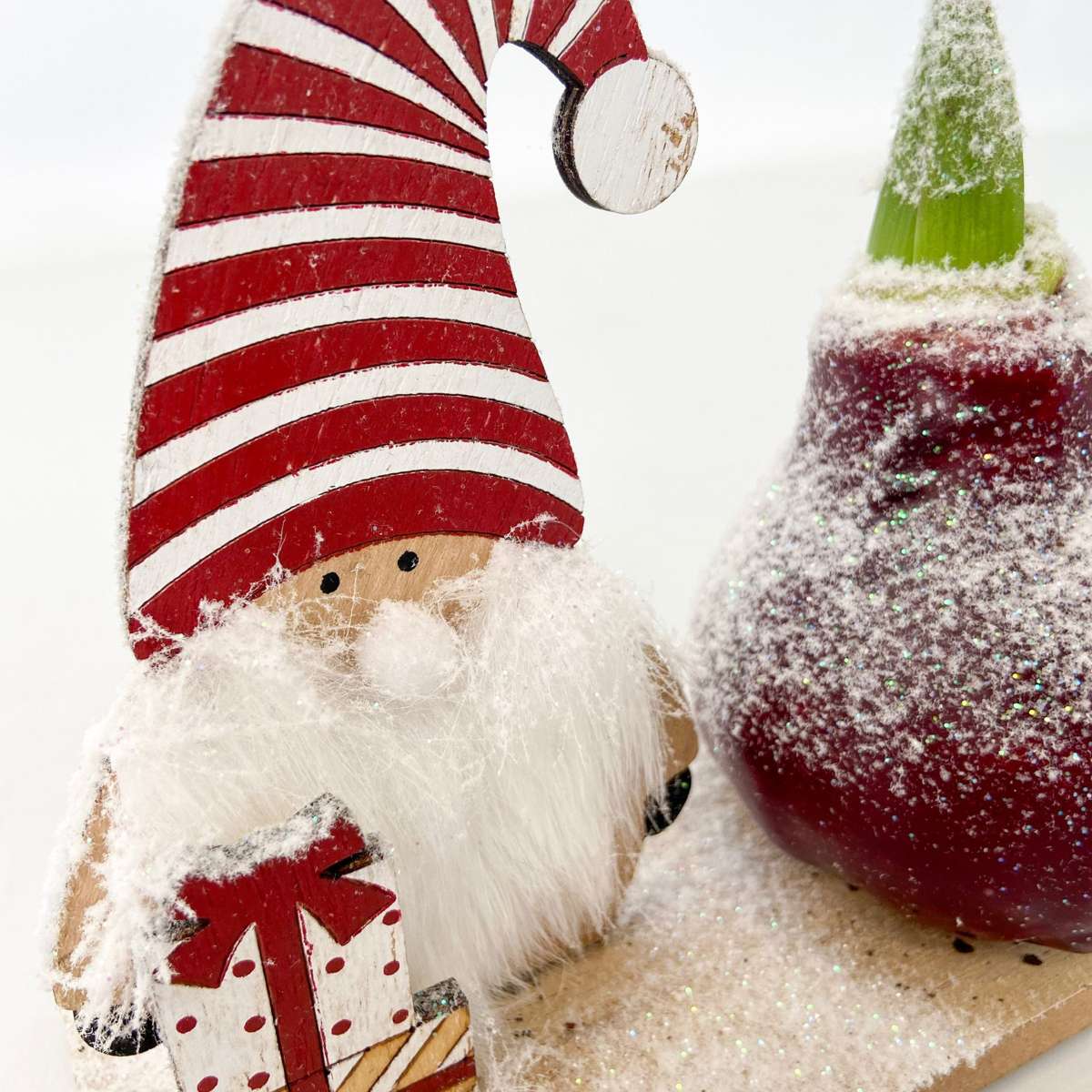 Amaryllis - Hippeastrum 'Winter Wonderland Gnome'