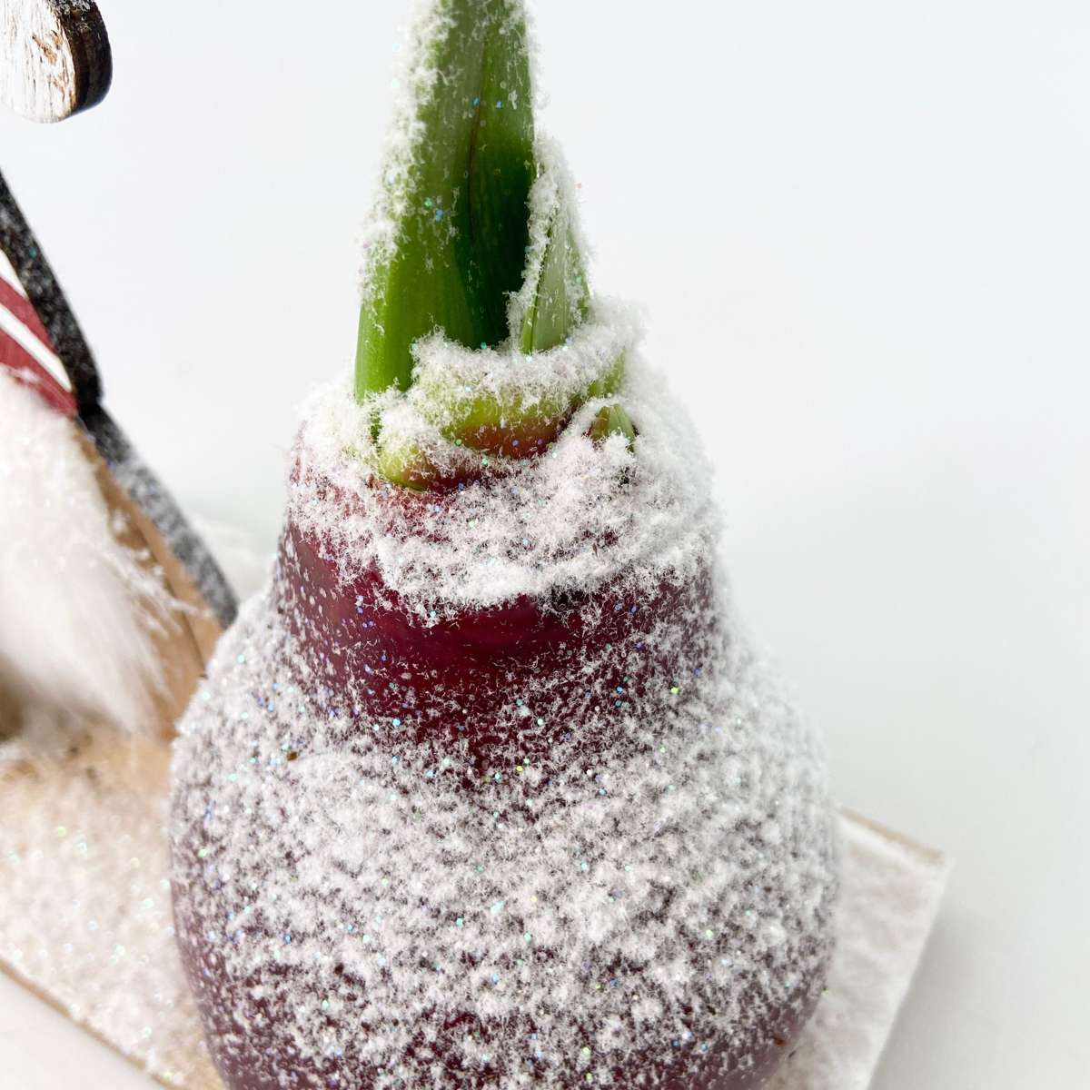 Amaryllis - Hippeastrum 'Winter Wonderland Gnome'