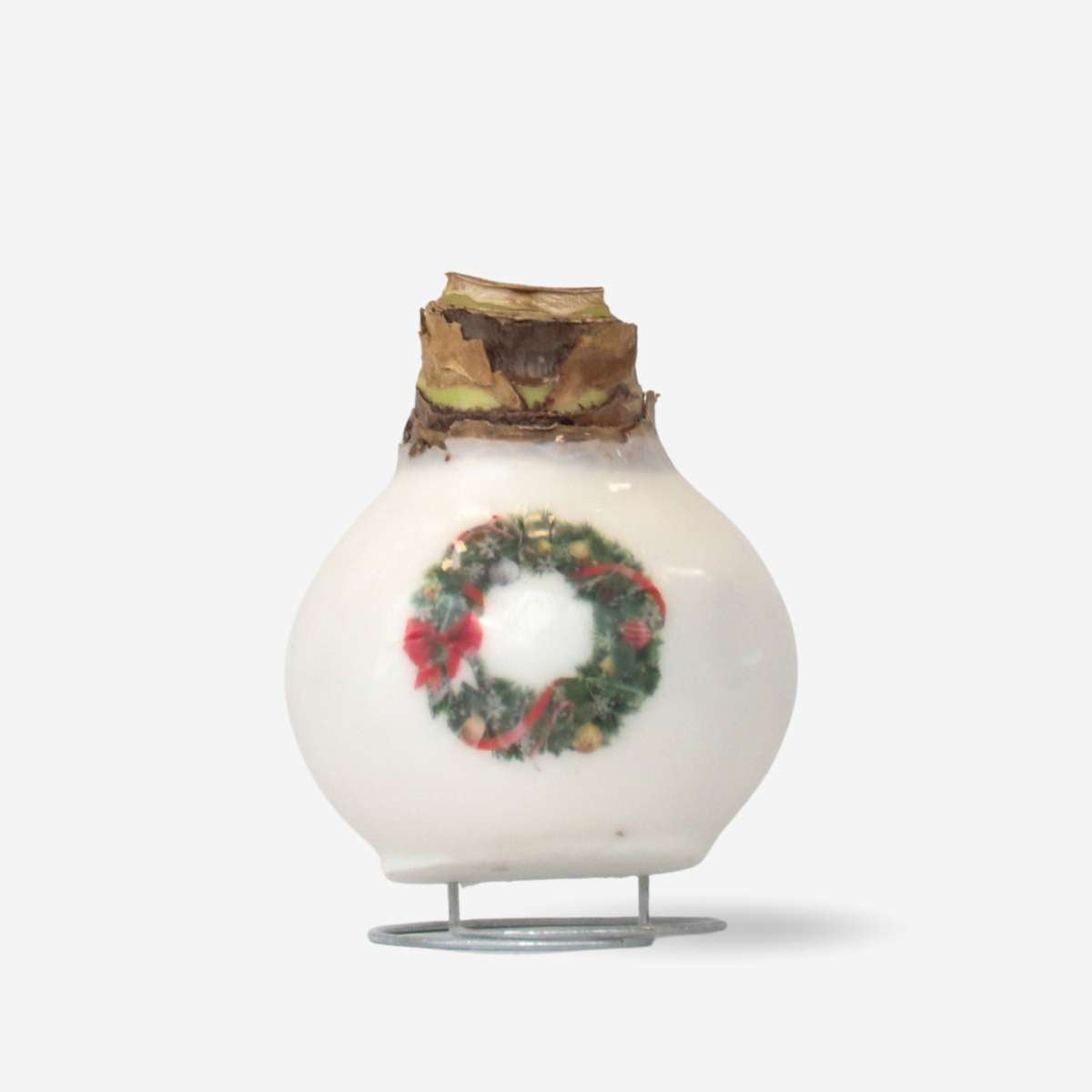 Amaryllis - Hippeastrum 'Porcelain Wax Wreath'