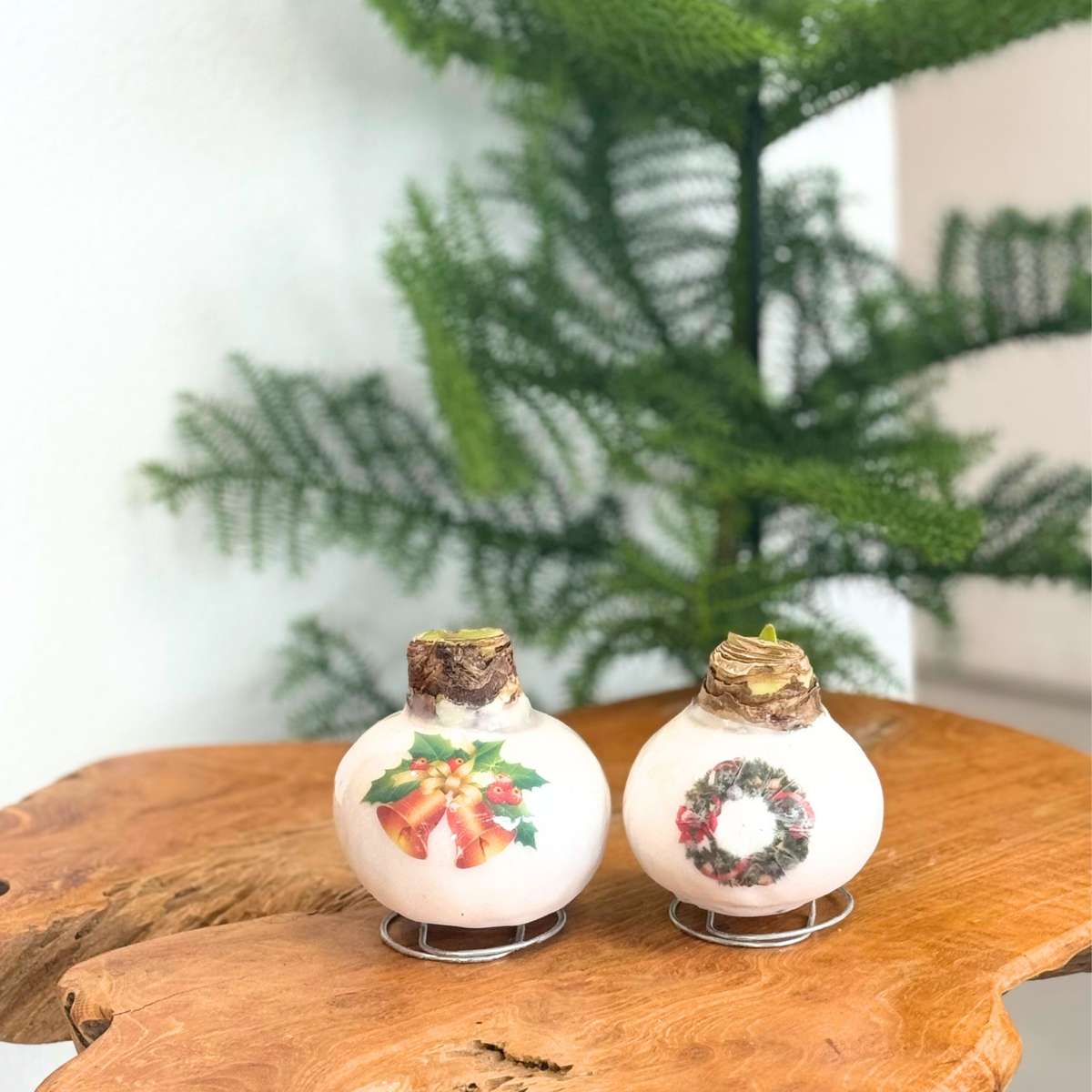 Amaryllis - Hippeastrum 'Porcelain Wax Wreath'