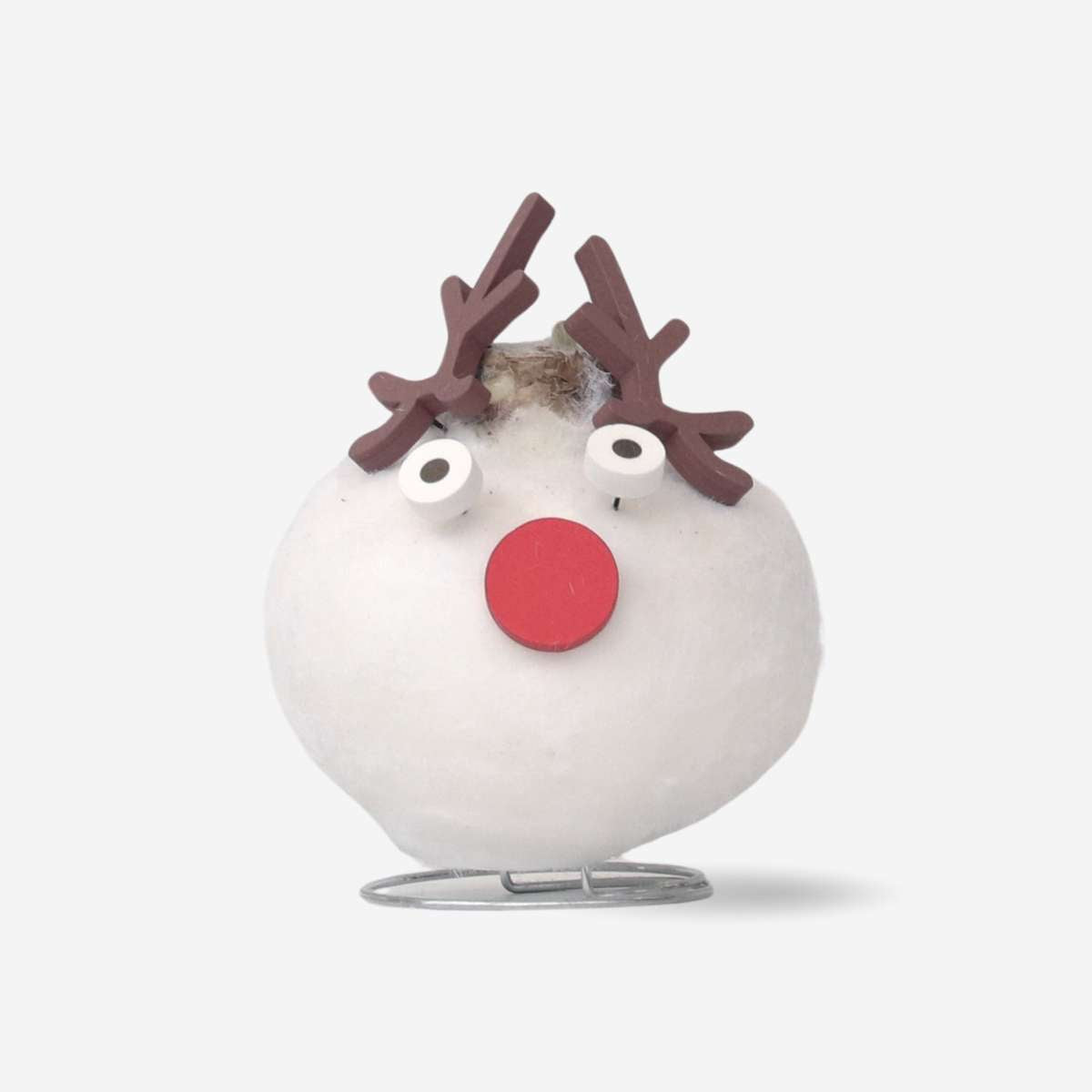 Amaryllis - Hippeastrum 'Wax Special Santa Reindeer'