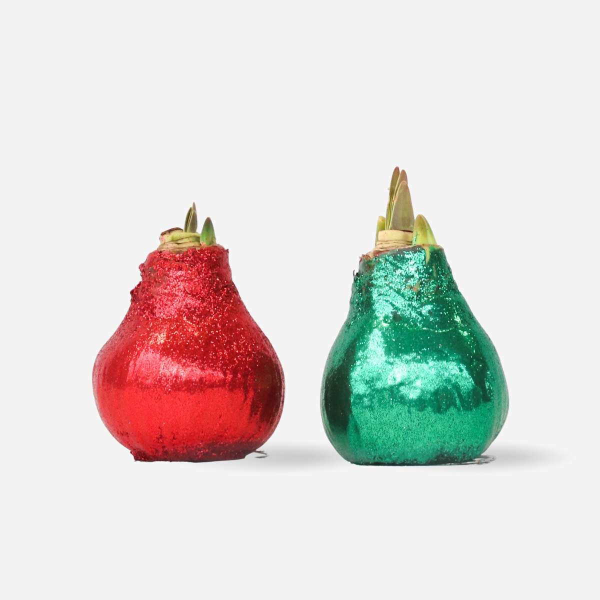 Amaryllis - Hippeastrum 'Glitter Duo' - Red And Green