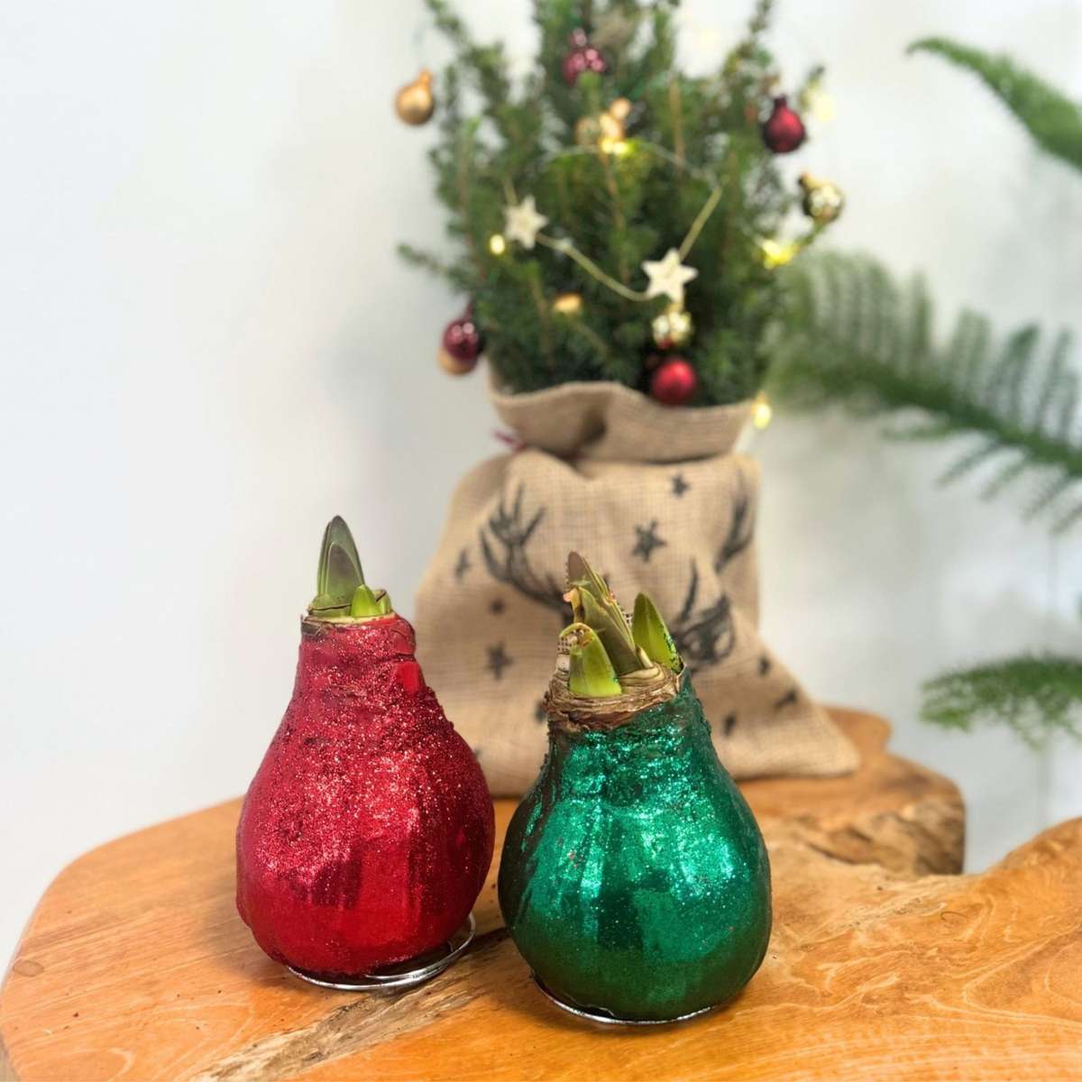 Amaryllis - Hippeastrum 'Glitter Duo' - Red And Green