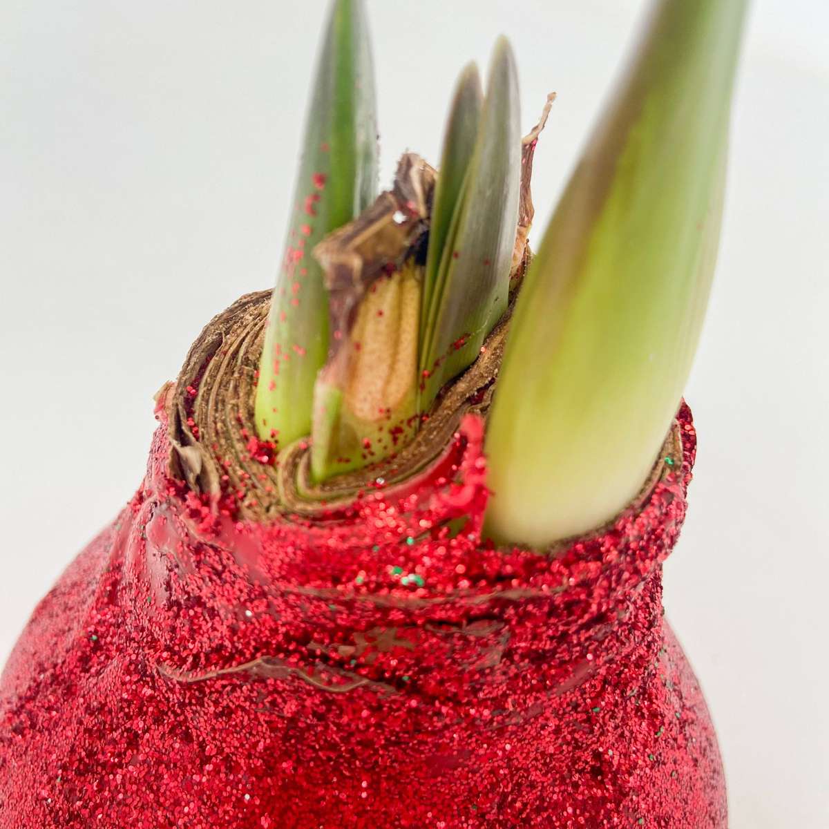 Amaryllis - Hippeastrum 'Glitter Duo' - Red And Green