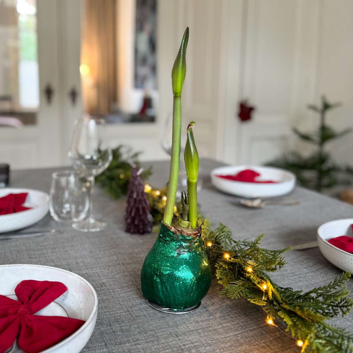 Amaryllis - Hippeastrum 'Glitter Duo' - Red And Green