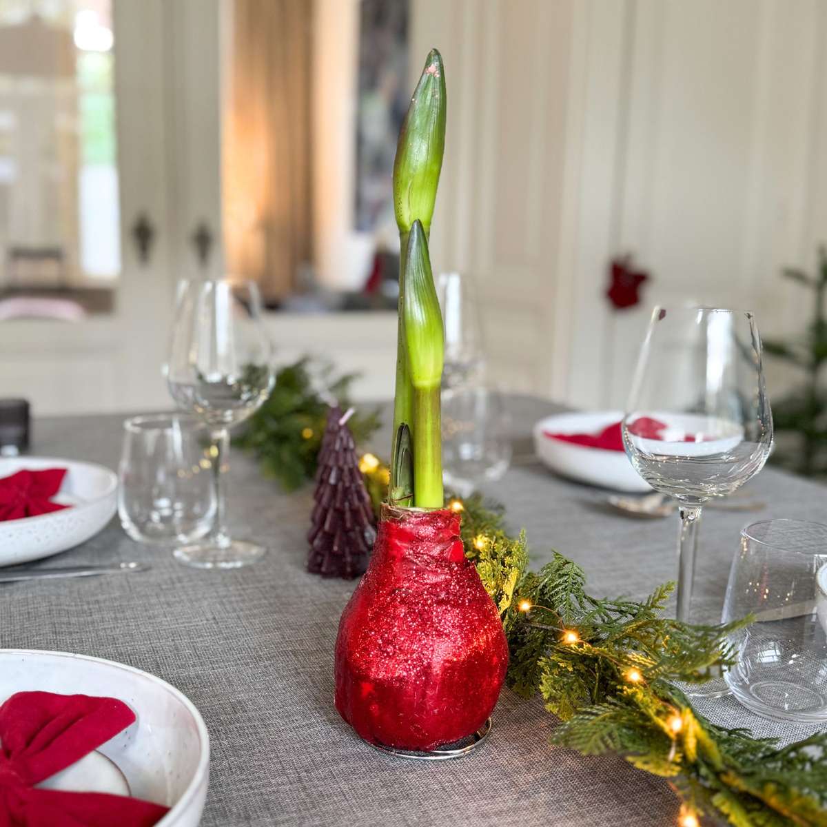 Amaryllis - Hippeastrum 'Glitter Duo' - Red And Green