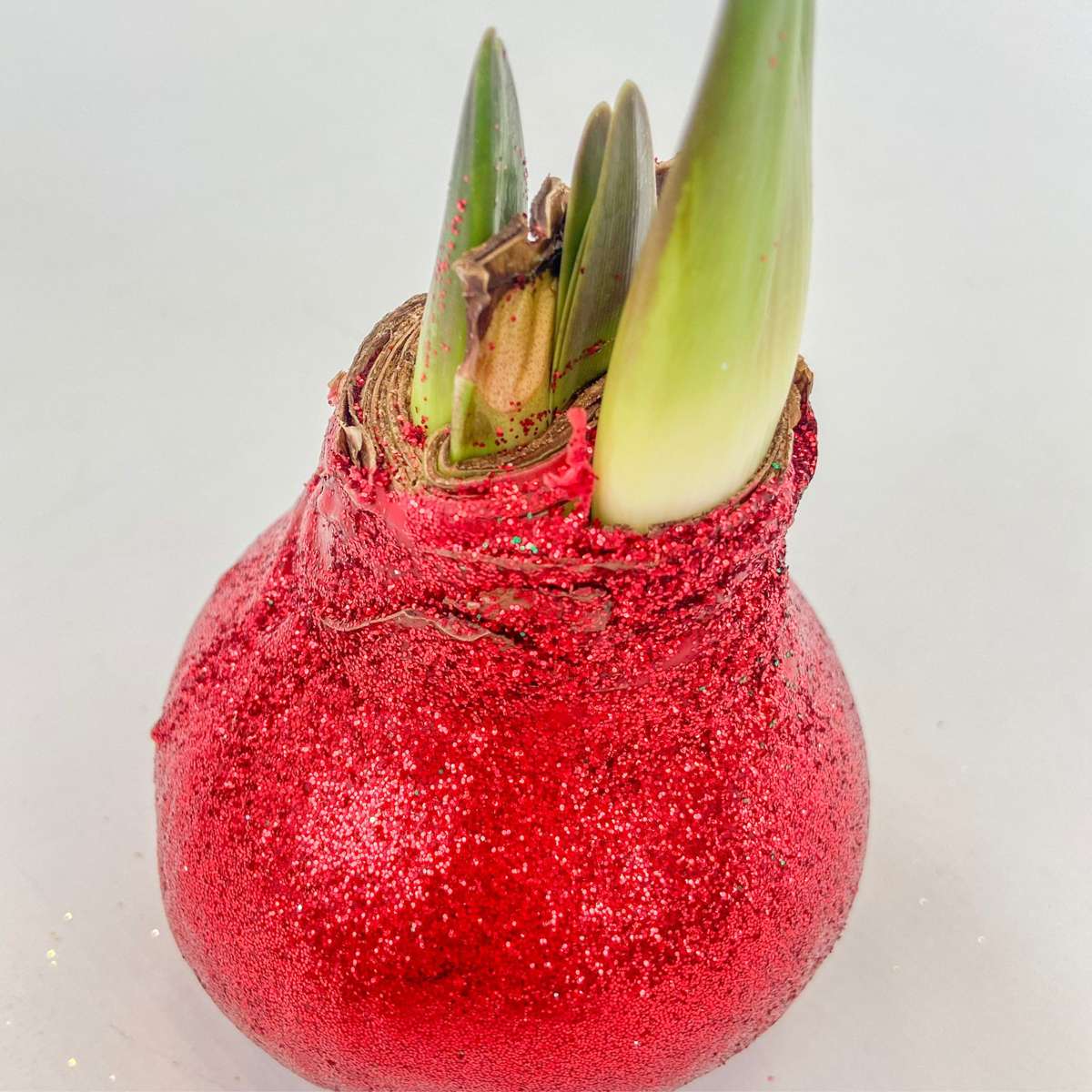 Amaryllis - Hippeastrum 'Glitter Duo' - Red And Green