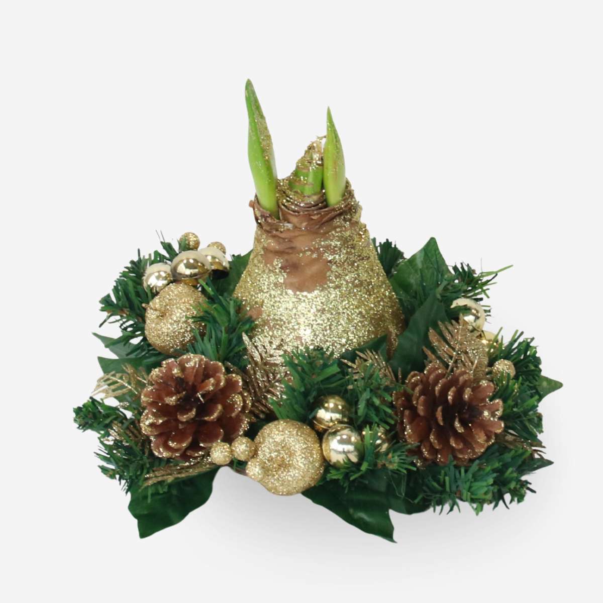 Amaryllis - Hippeastrum 'Christmas Wreath' - Gold
