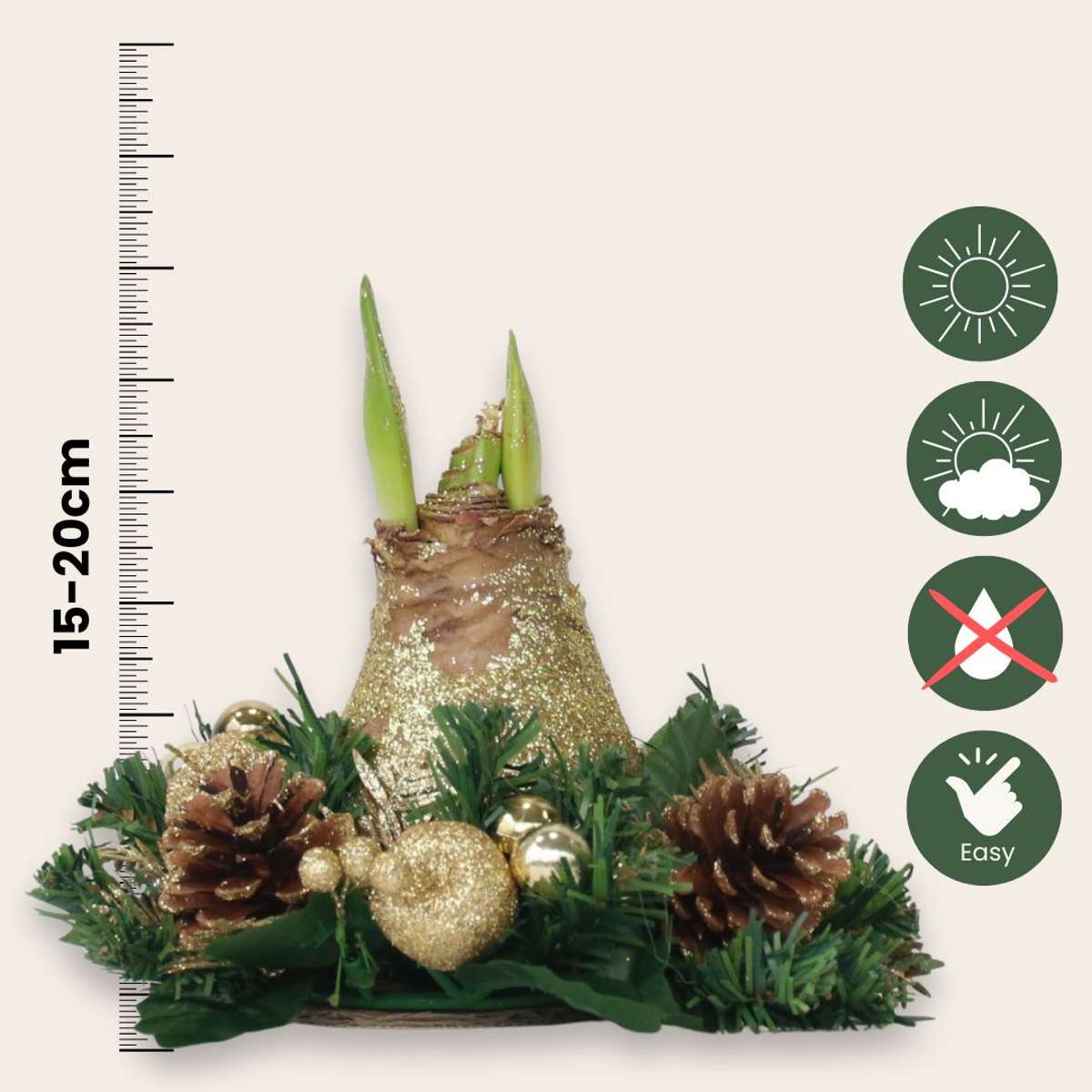 Amaryllis - Hippeastrum 'Christmas Wreath' - Gold