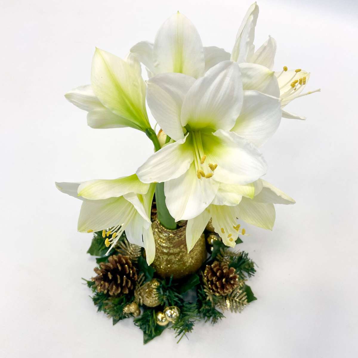 Amaryllis - Hippeastrum 'Christmas Wreath' - Gold