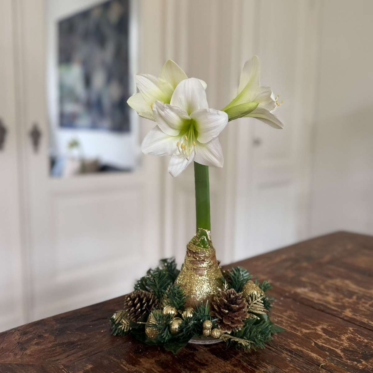 Amaryllis - Hippeastrum 'Christmas Wreath' - Gold