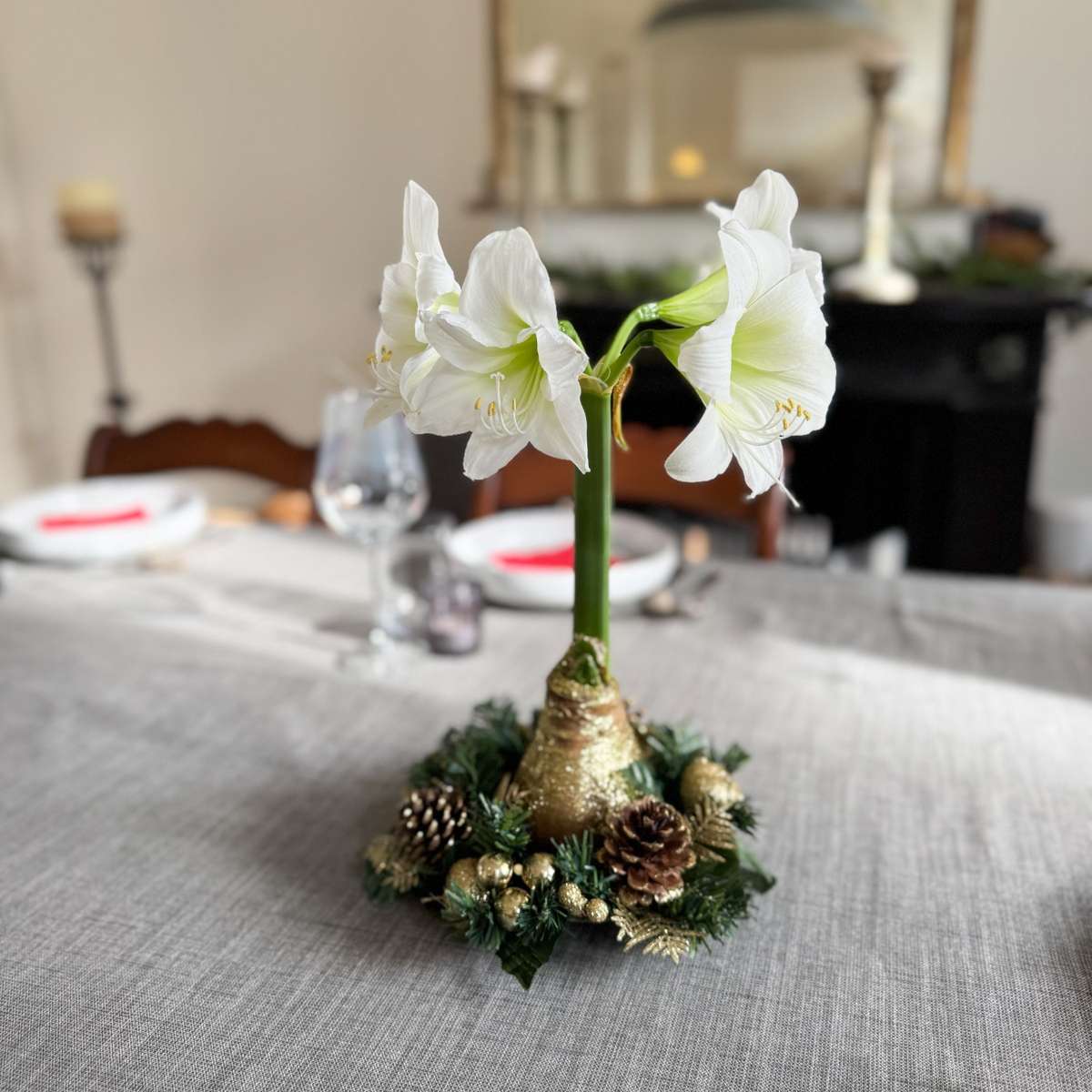 Amaryllis - Hippeastrum 'Christmas Wreath' - Gold