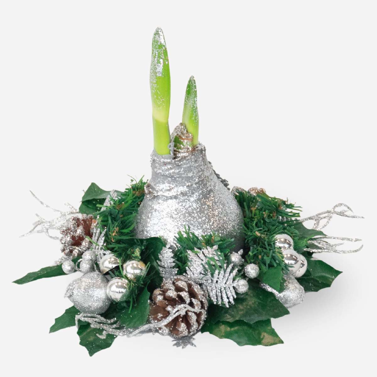 Amaryllis - Hippeastrum 'Christmas Wreath' - Silver