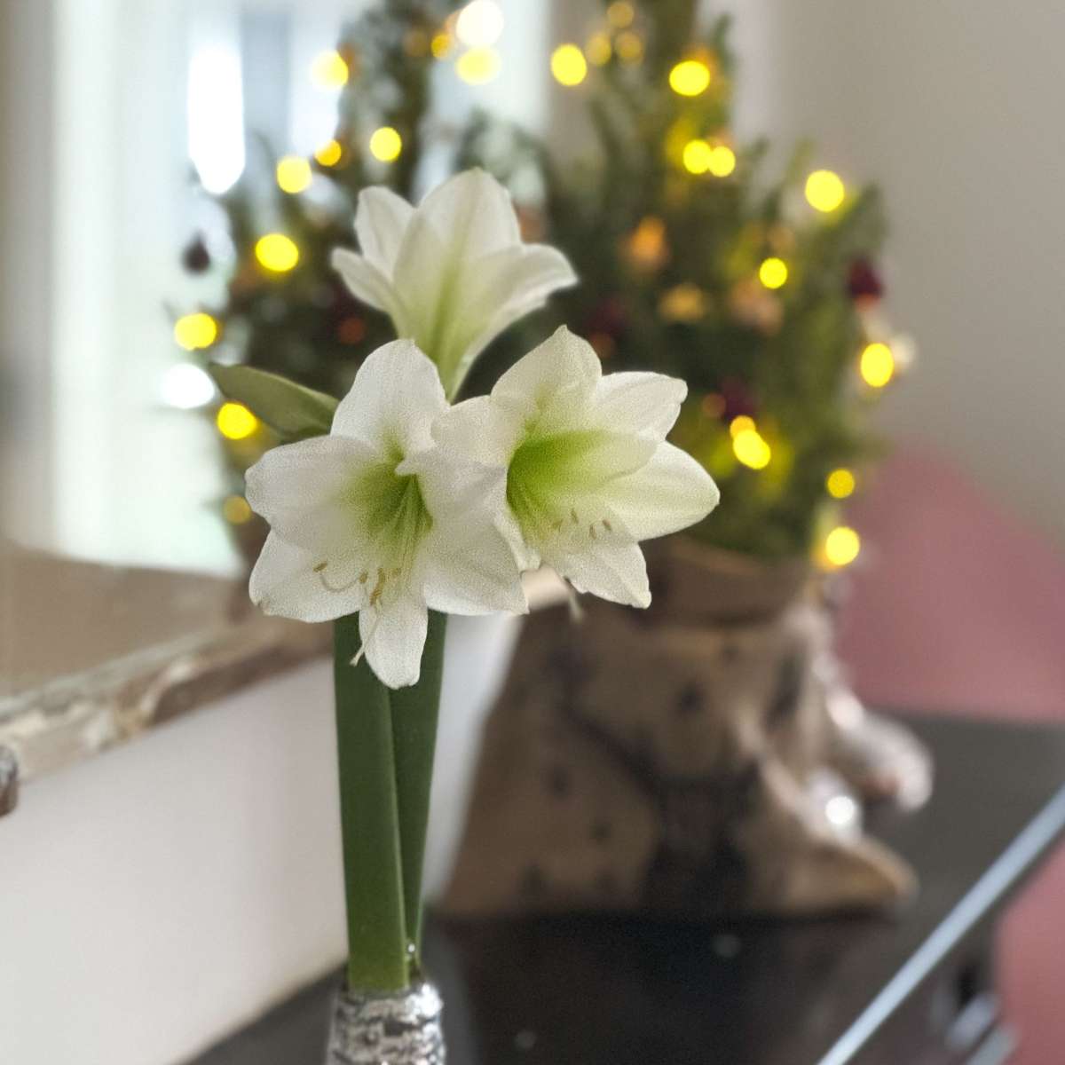 Amaryllis - Hippeastrum 'Christmas Wreath' - Silver