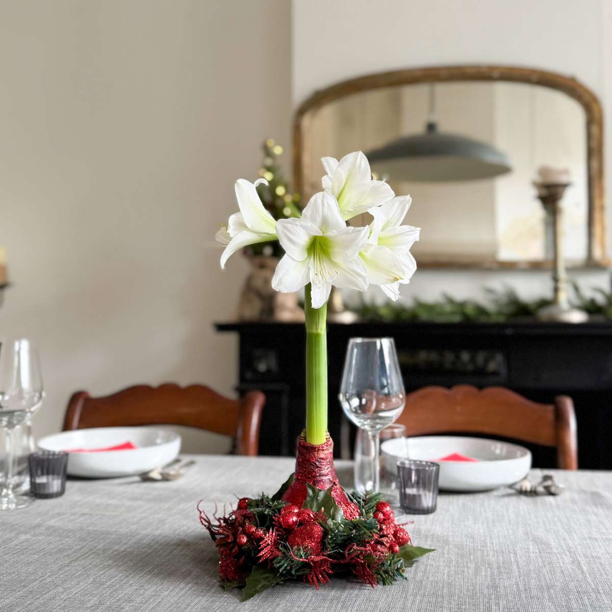 Amaryllis - Hippeastrum 'Christmas Wreath' - Red