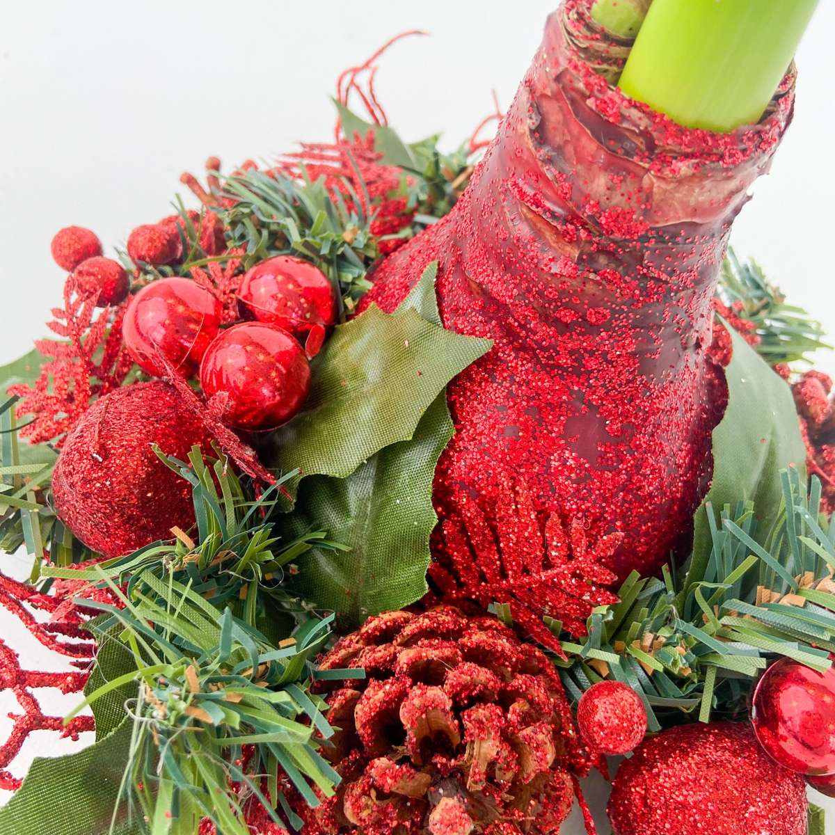 Amaryllis - Hippeastrum 'Christmas Wreath' - Red