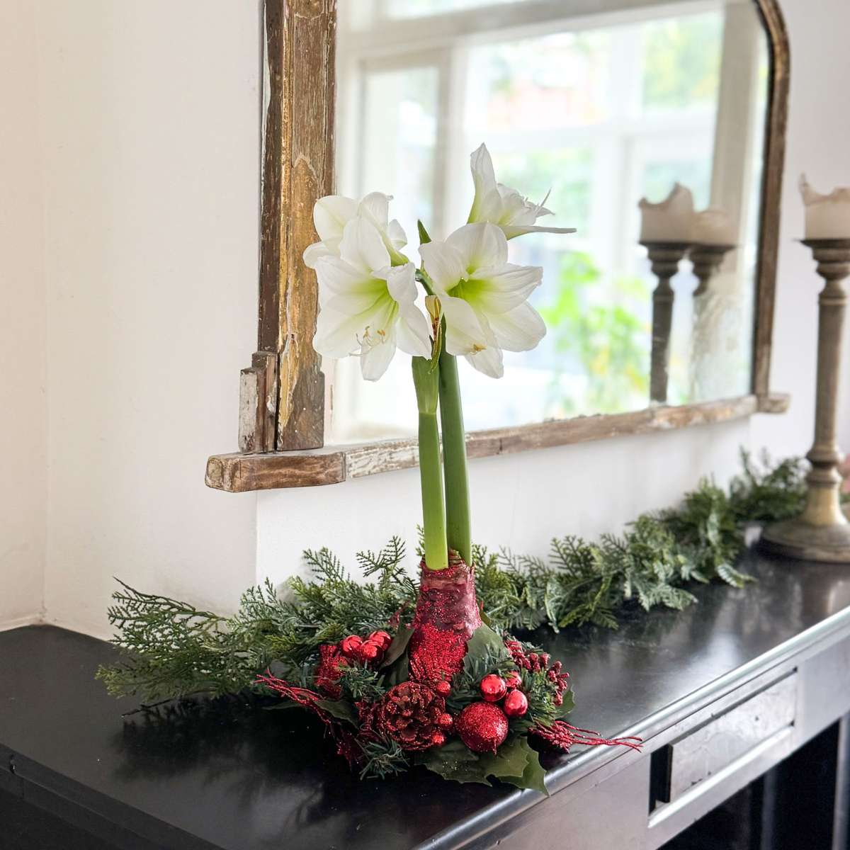 Amaryllis - Hippeastrum 'Christmas Wreath' - Red