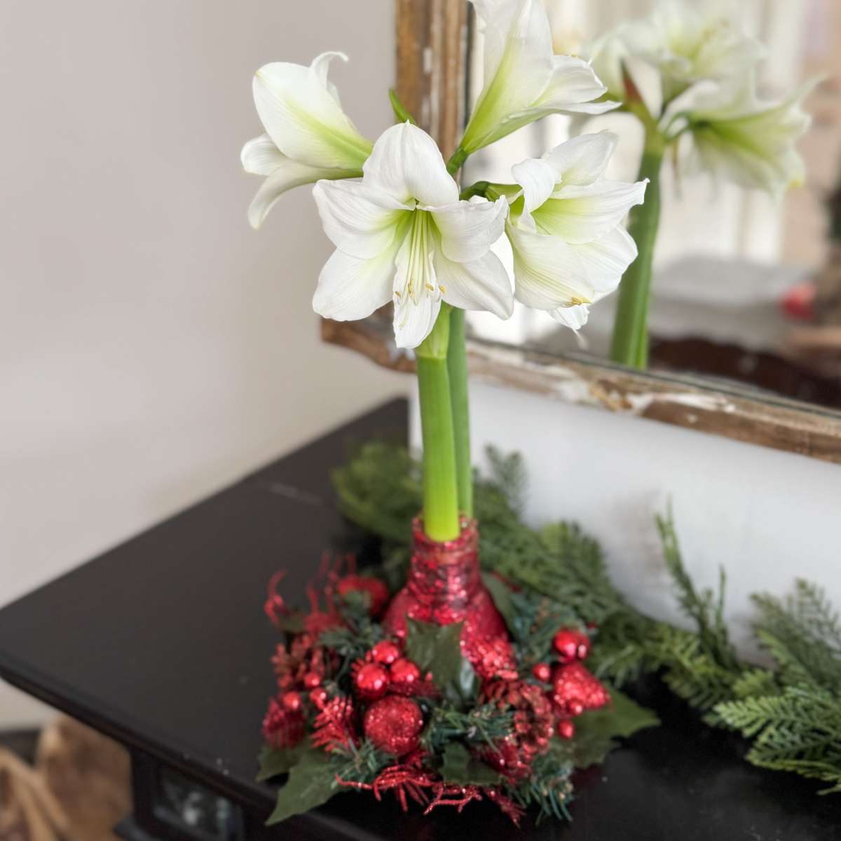 Amaryllis - Hippeastrum 'Christmas Wreath' - Red