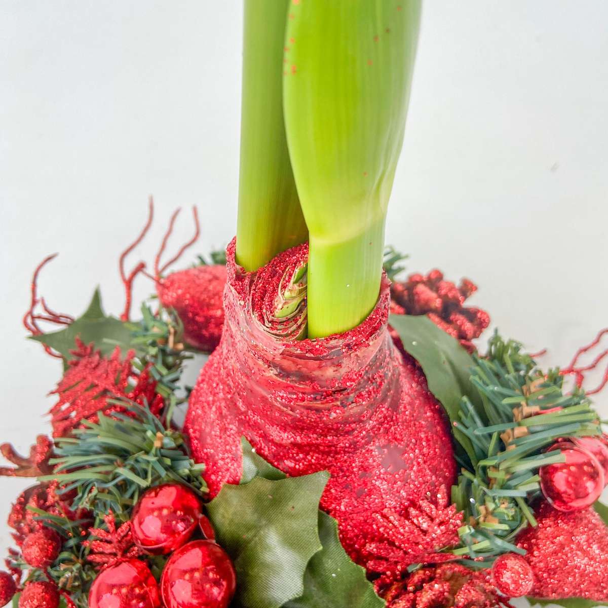 Amaryllis - Hippeastrum 'Christmas Wreath' - Red