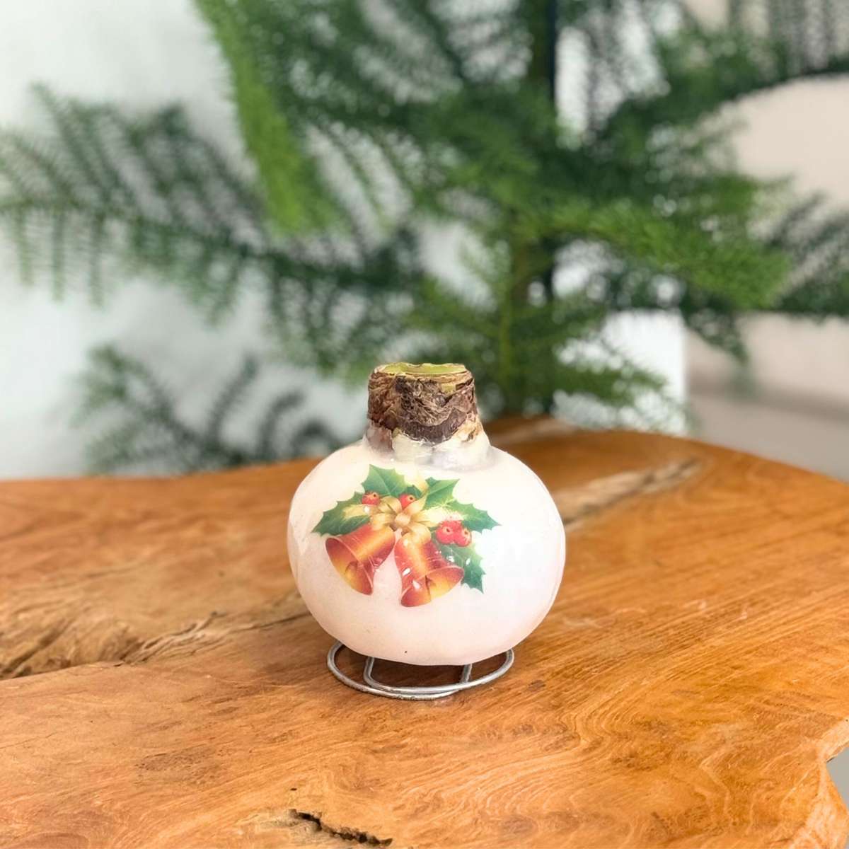 Amaryllis - Hippeastrum 'Porcelain Wax Bells'