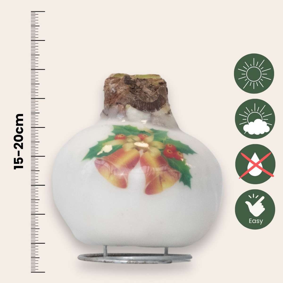 Amaryllis - Hippeastrum 'Porcelain Wax Bells'