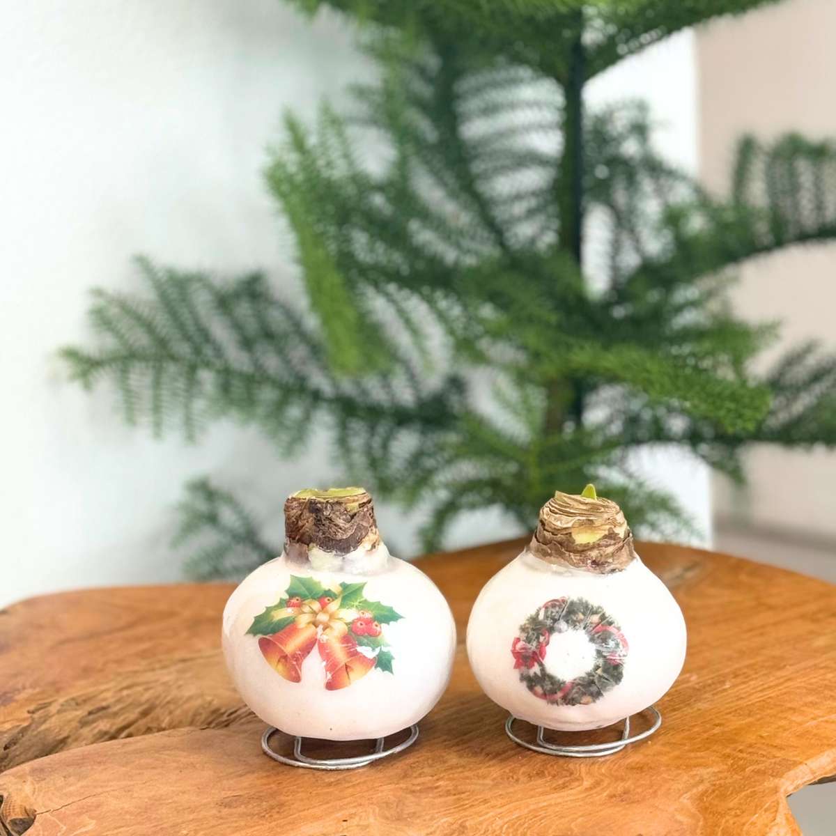 Amaryllis - Hippeastrum 'Porcelain Wax Bells'