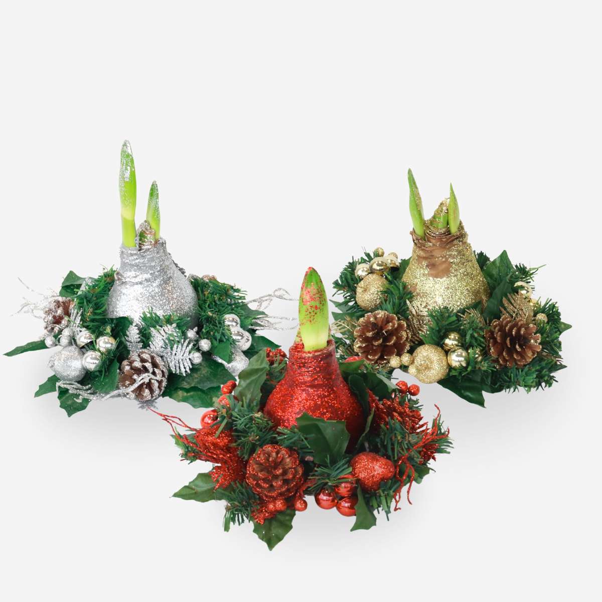 Amaryllis - Hippeastrum 'Christmas Wreath Mix'