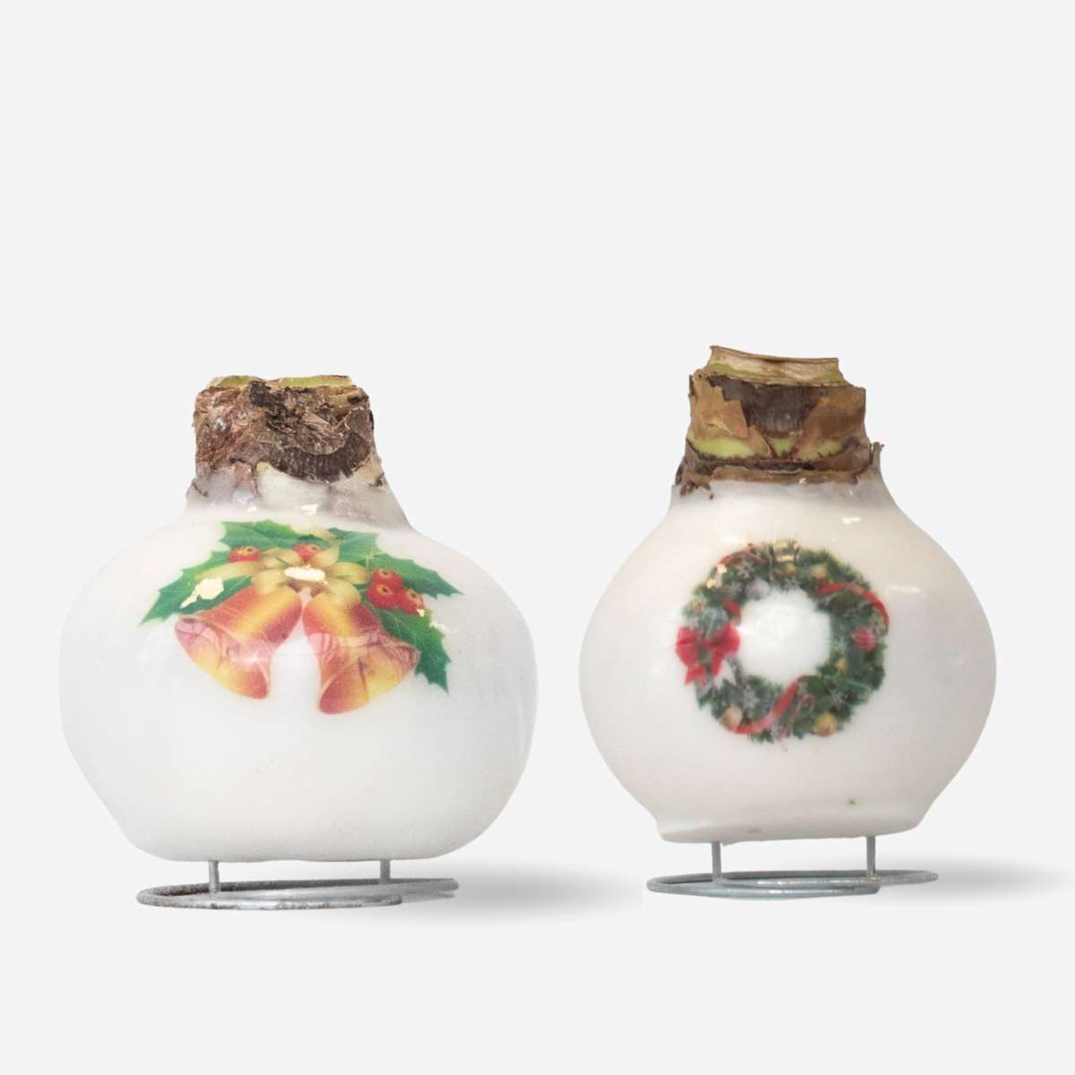 Amaryllis - Set Of 2 - Hippeastrum 'Porcelain Wax Mix'