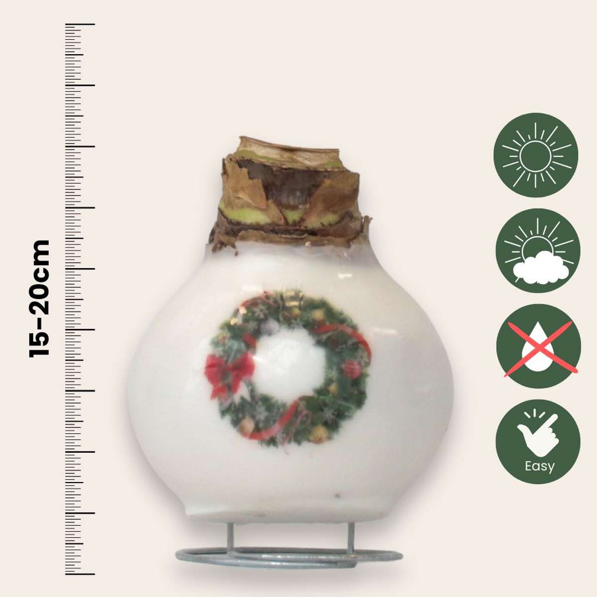 Amaryllis - Set Of 2 - Hippeastrum 'Porcelain Wax Mix'