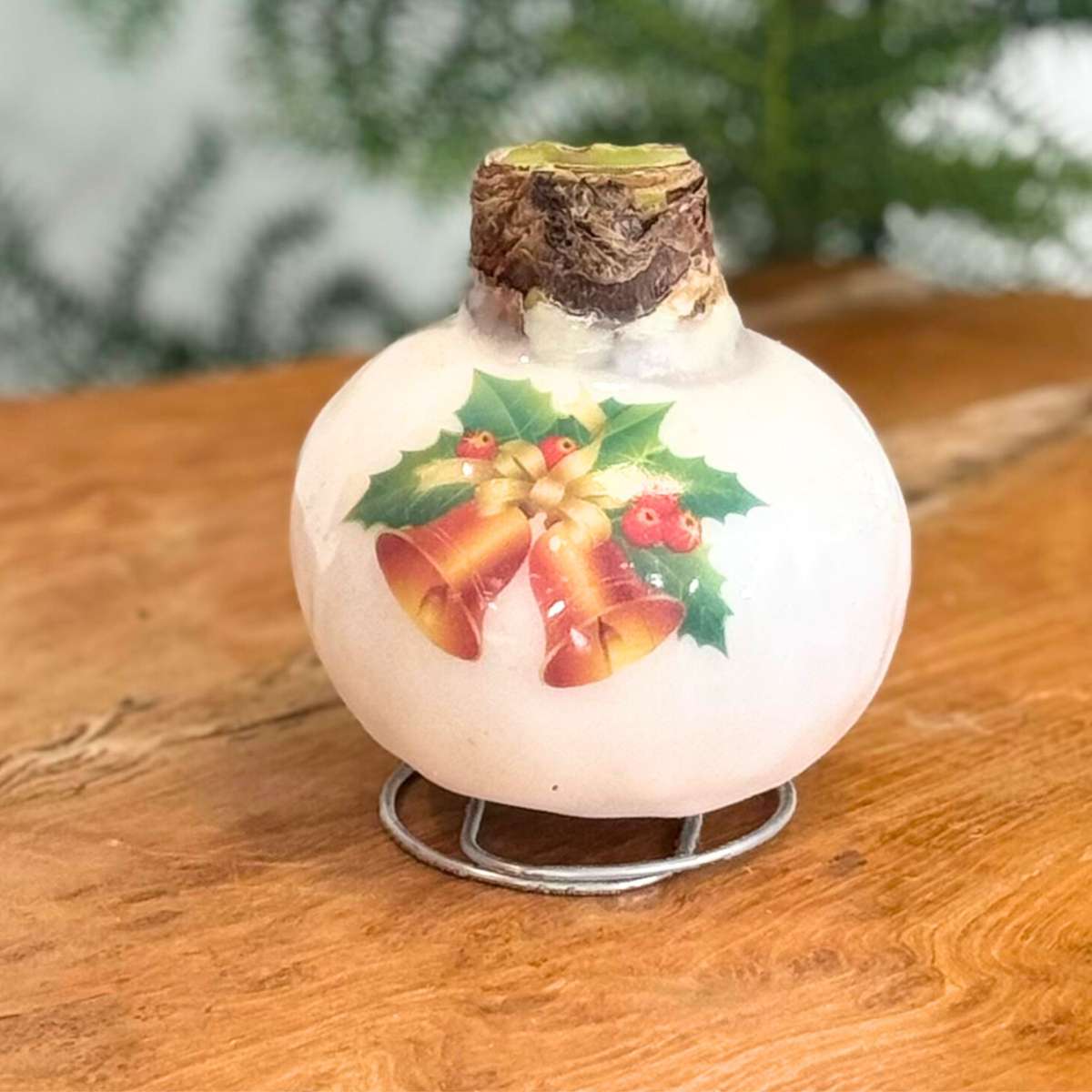 Amaryllis - Set Of 2 - Hippeastrum 'Porcelain Wax Mix'