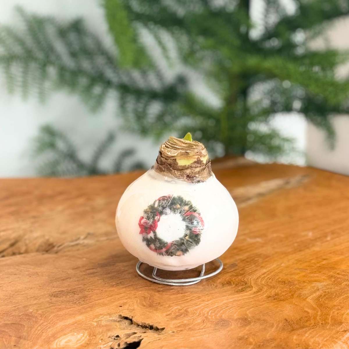 Amaryllis - Set Of 2 - Hippeastrum 'Porcelain Wax Mix'