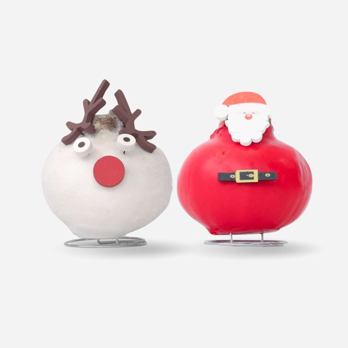 Amaryllis - Set Of 2 - Hippeastrum 'Wax Special Santa Mix'