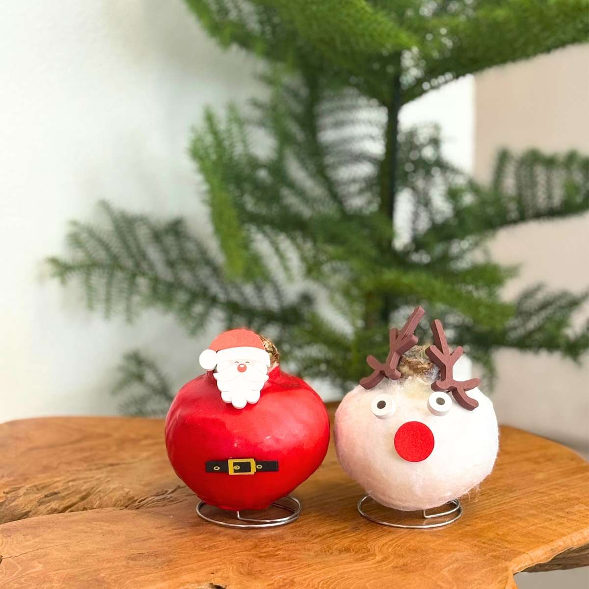 Amaryllis - Set Of 2 - Hippeastrum 'Wax Special Santa Mix'