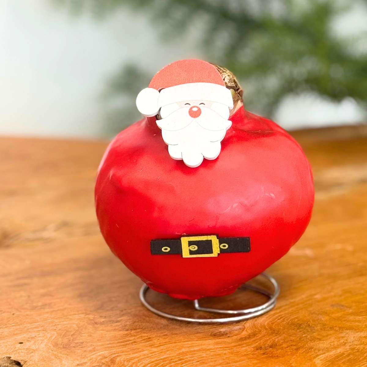 Amaryllis - Set Of 2 - Hippeastrum 'Wax Special Santa Mix'