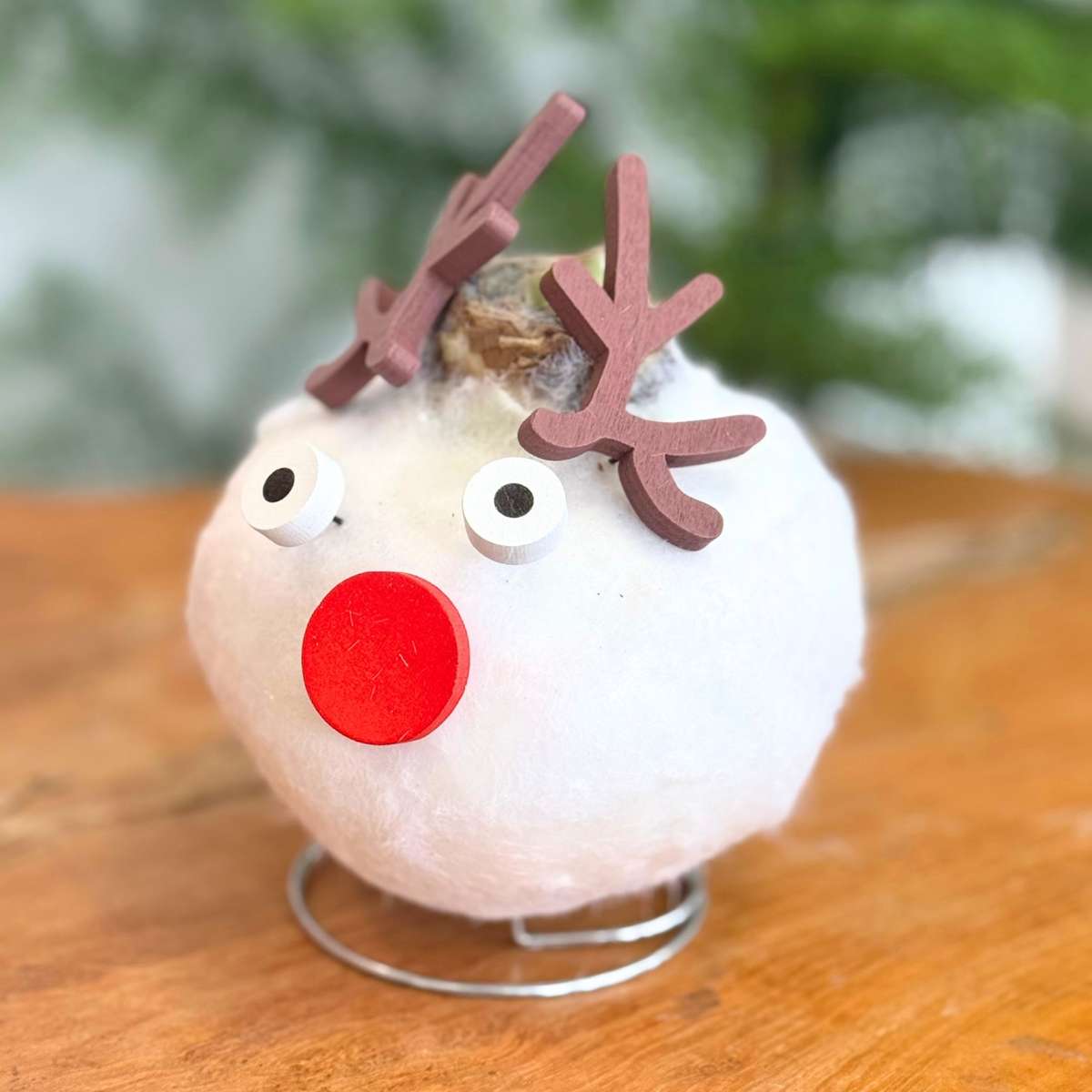 Amaryllis - Set Of 2 - Hippeastrum 'Wax Special Santa Mix'