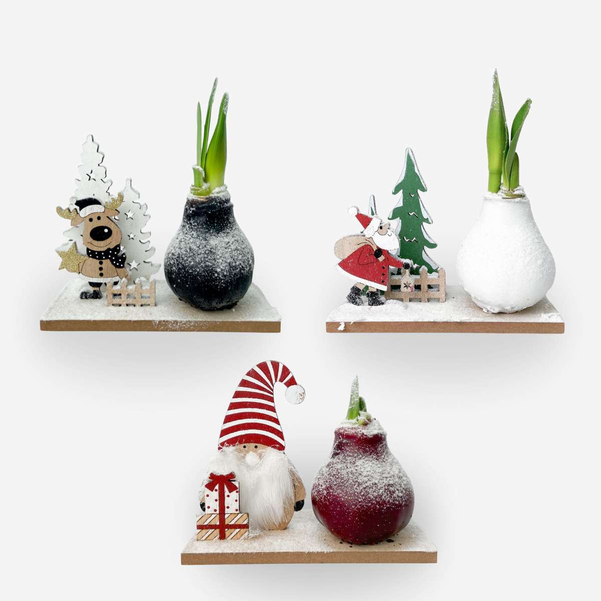 Amaryllis - Set Of 3 - Hippeastrum 'Winter Wonderland Mix'