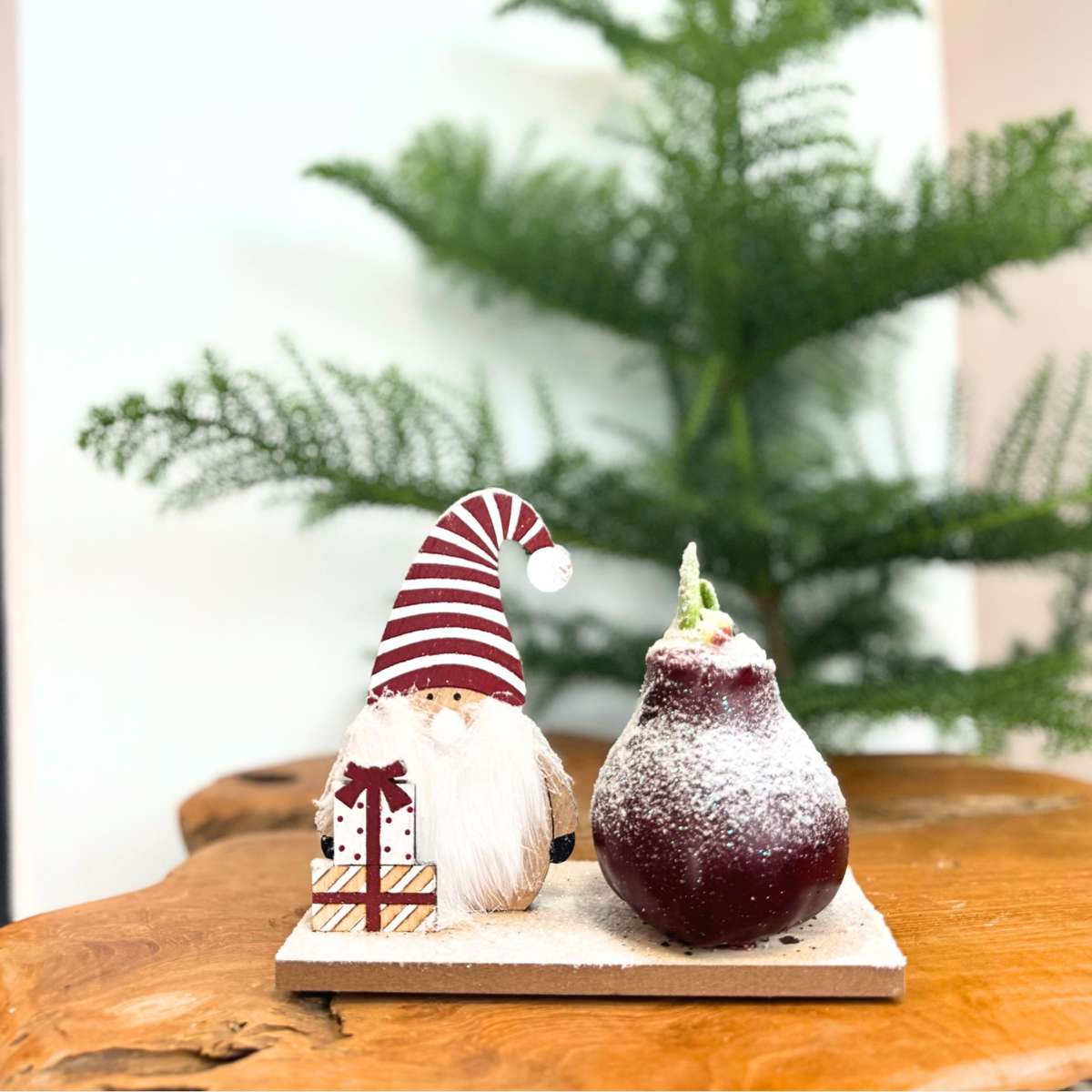 Amaryllis - Set Of 3 - Hippeastrum 'Winter Wonderland Mix'