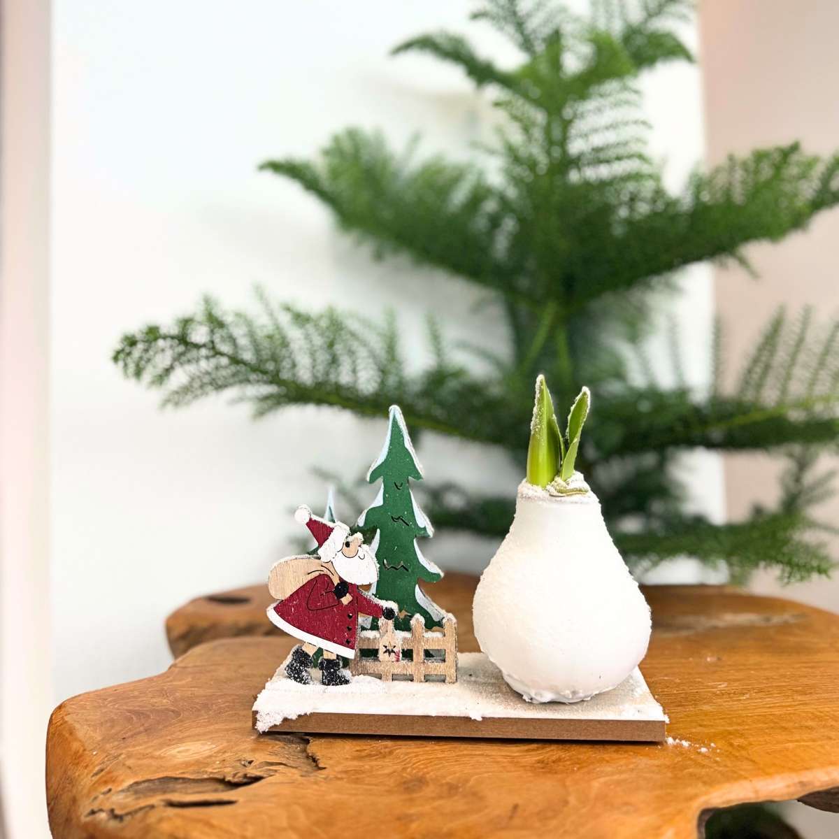 Amaryllis - Set Of 3 - Hippeastrum 'Winter Wonderland Mix'