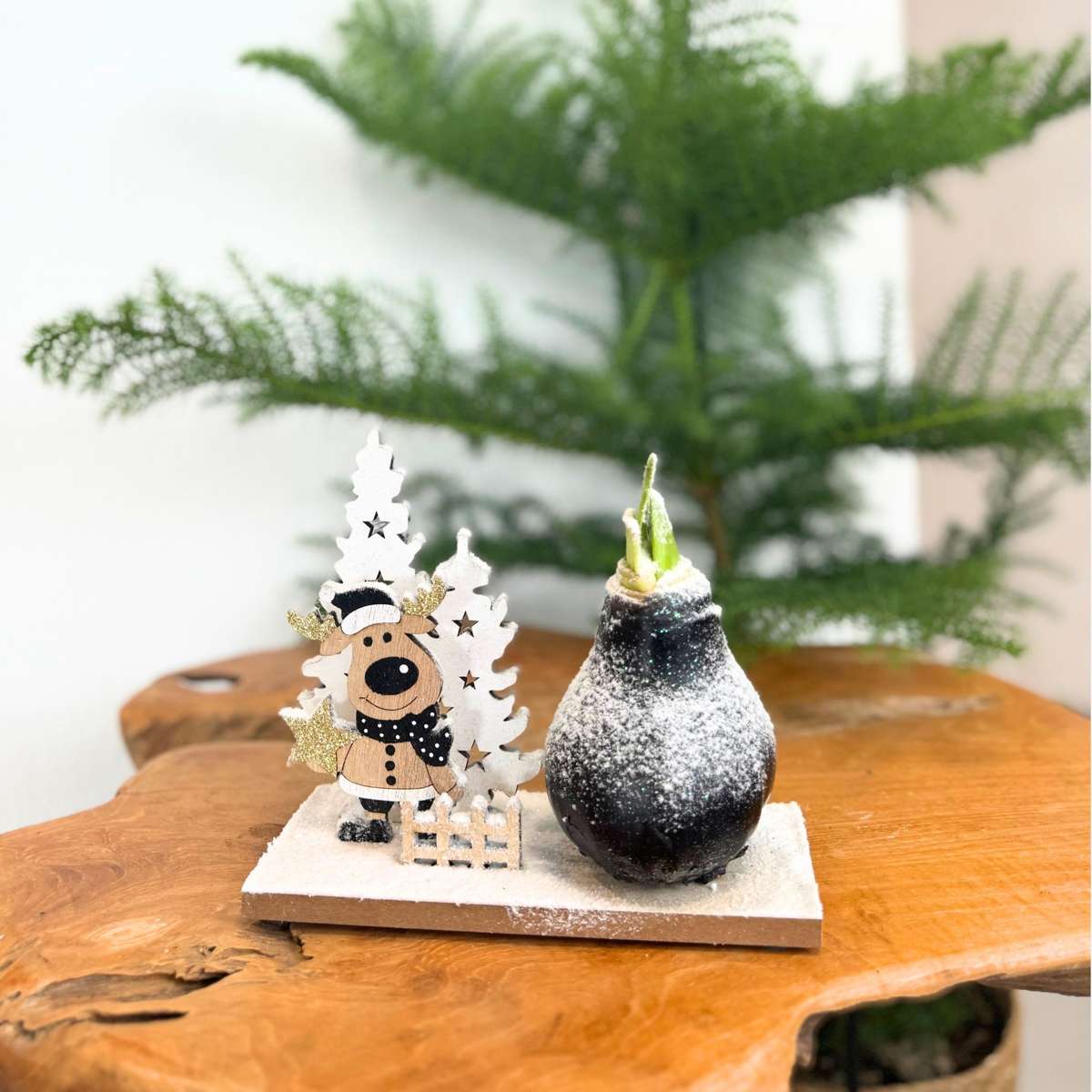 Amaryllis - Set Of 3 - Hippeastrum 'Winter Wonderland Mix'