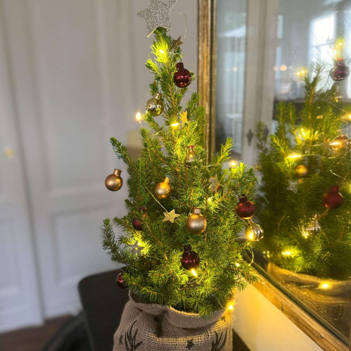 Other Green Houseplants Mini-Christmas-Tree With Jute-Bag – Picea Glauca Conica – 55–65Cm – ⌀15Cm