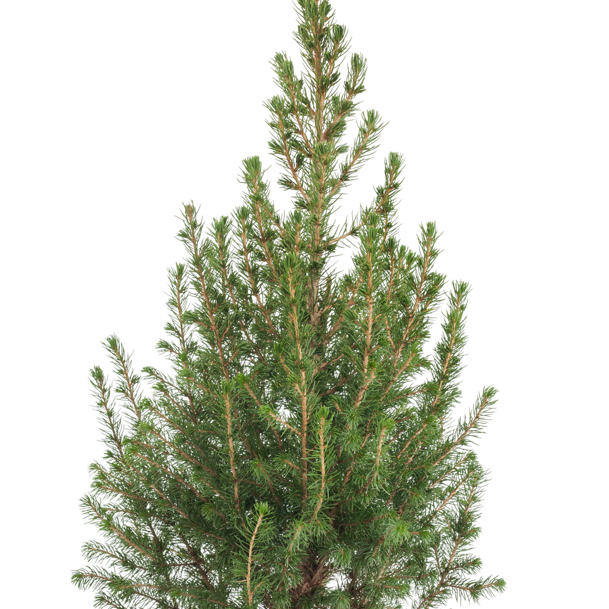 Picea Conica - Mini Christmas Tree & Decorations - Creactive Activity For Kids